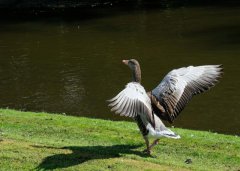 Wildgans soeben gelandet.